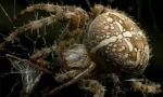 Spider bite: odpowiedź na ciało i pierwsza pomoc